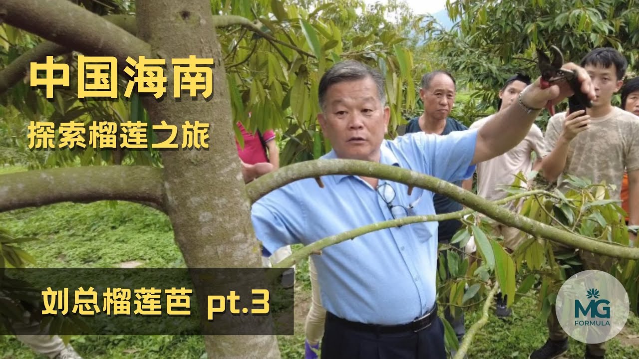 Part 3 中国海南 - 探索榴莲之旅 (刘总榴莲芭)