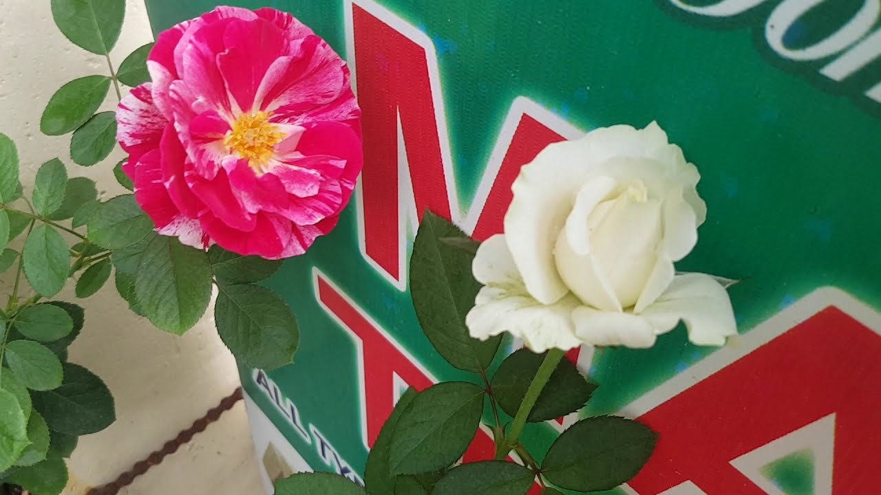 Beautiful Roses Growing in my Curd Buckets