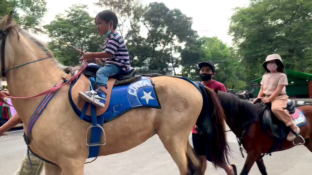 naik kuda coklat tinggi basar