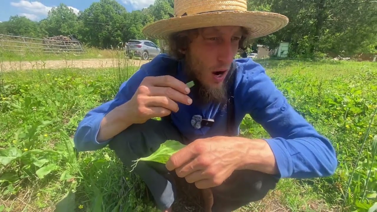 Picking a Salad at Henson Creek Farm with Wild Edibles | Titus Morris