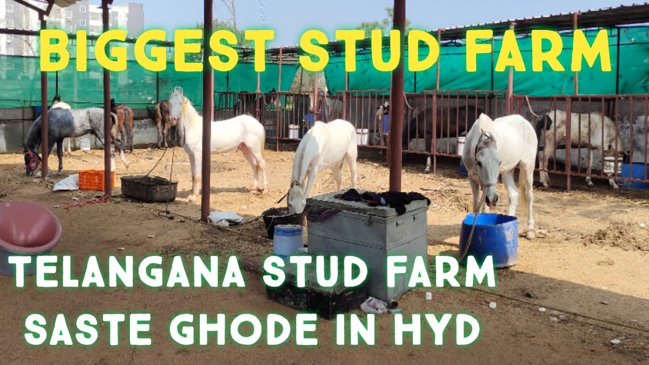 Telangana stud farm Hyderabad | saste ghode in Hyderabad horse market | baby 🐎