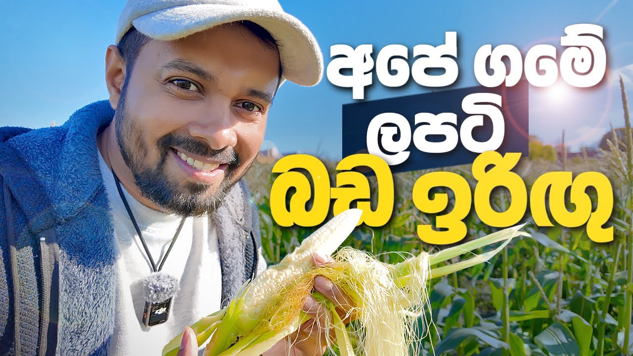 කහටගස්දිගිලියද? ස්විඩනයද? කියලා හිතාගන්න බැරිතරම් ලස්සන වගාවක් - Countryside farmhouse in Sweden
