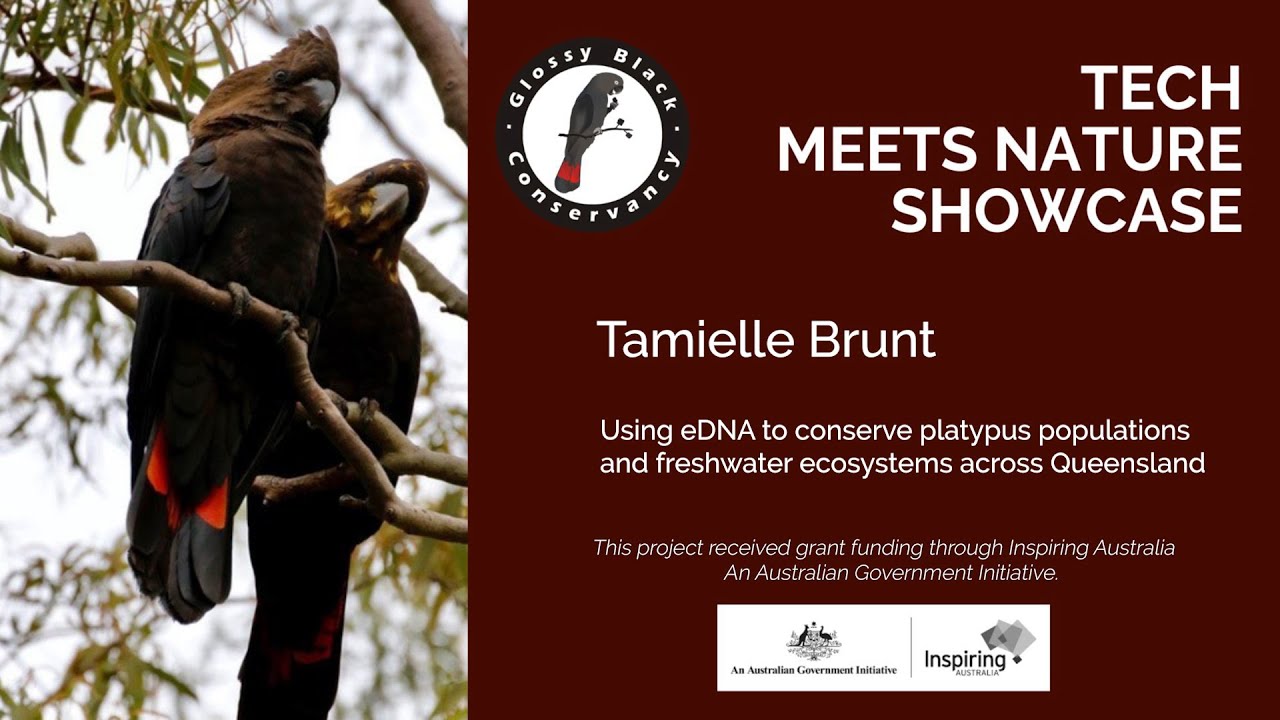 Using eDNA to conserve platypus populations and freshwater ecosystems across Queensland: