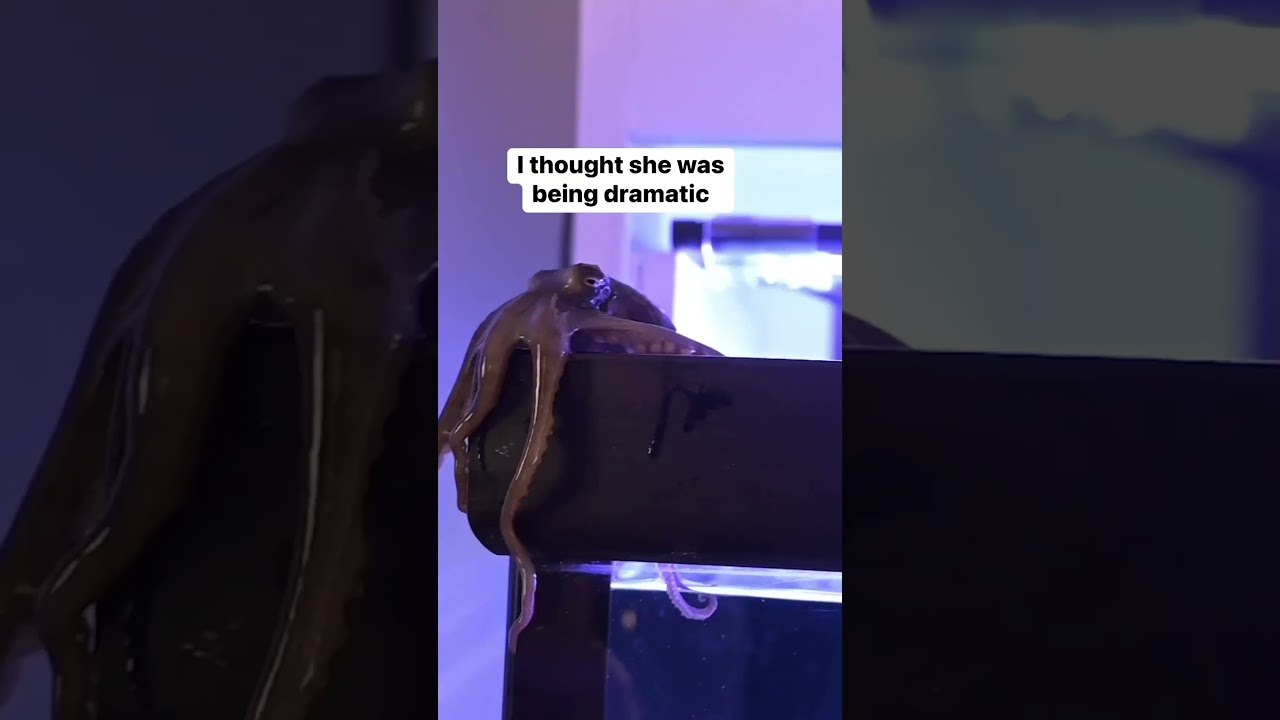 I wasn&rsquo;t expecting her to come out of the tank #octopus #petoctopus #thereefdoc #byrdietheocto