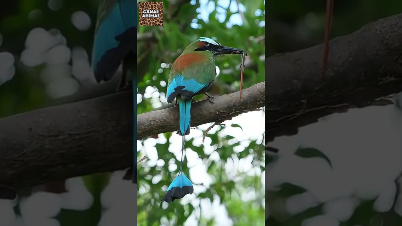 Essa Ave Parece ter um Pêndulo no Lugar da Cauda / Símbolo Nacional de El Salvador e Nicarágua