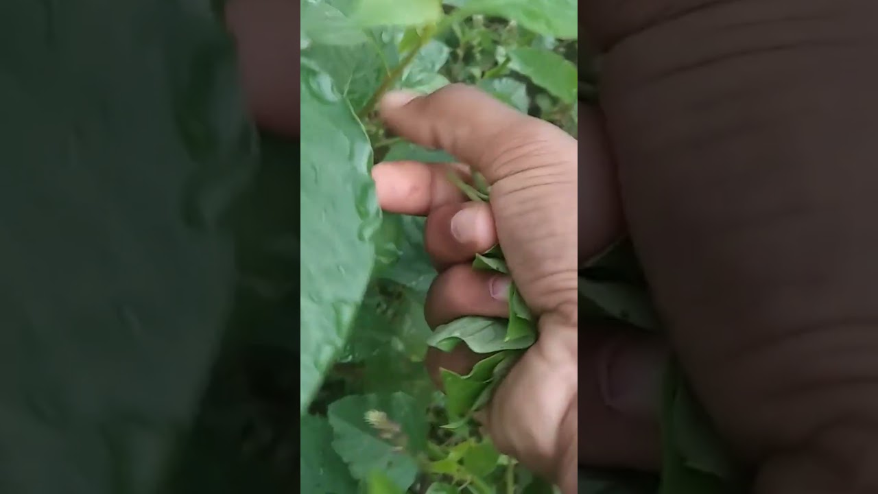 A small green Leaves harvest at our home garden