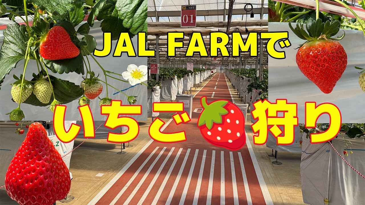 【いちご狩り】JAL国際線ファーストクラス機内食で提供されるいちごを堪能🍓３０分食べ放題❣️JAL直営農園で美味しいイチゴ狩り🍓