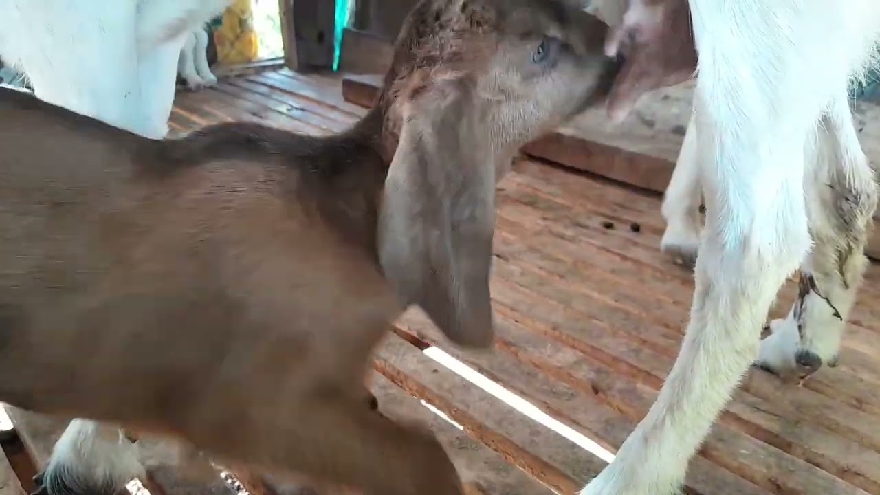 Cute baby goat drinking mother's milk