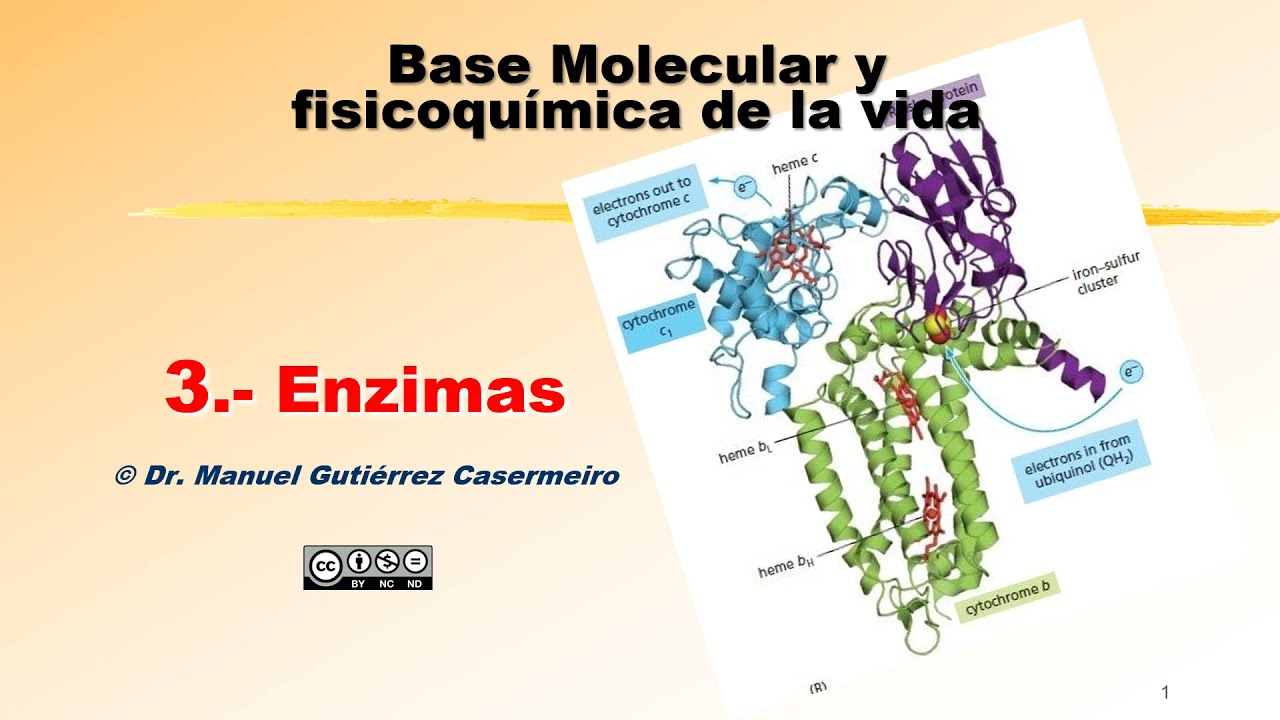 03 4 Enzimas generalidades: Concepto y estructura
