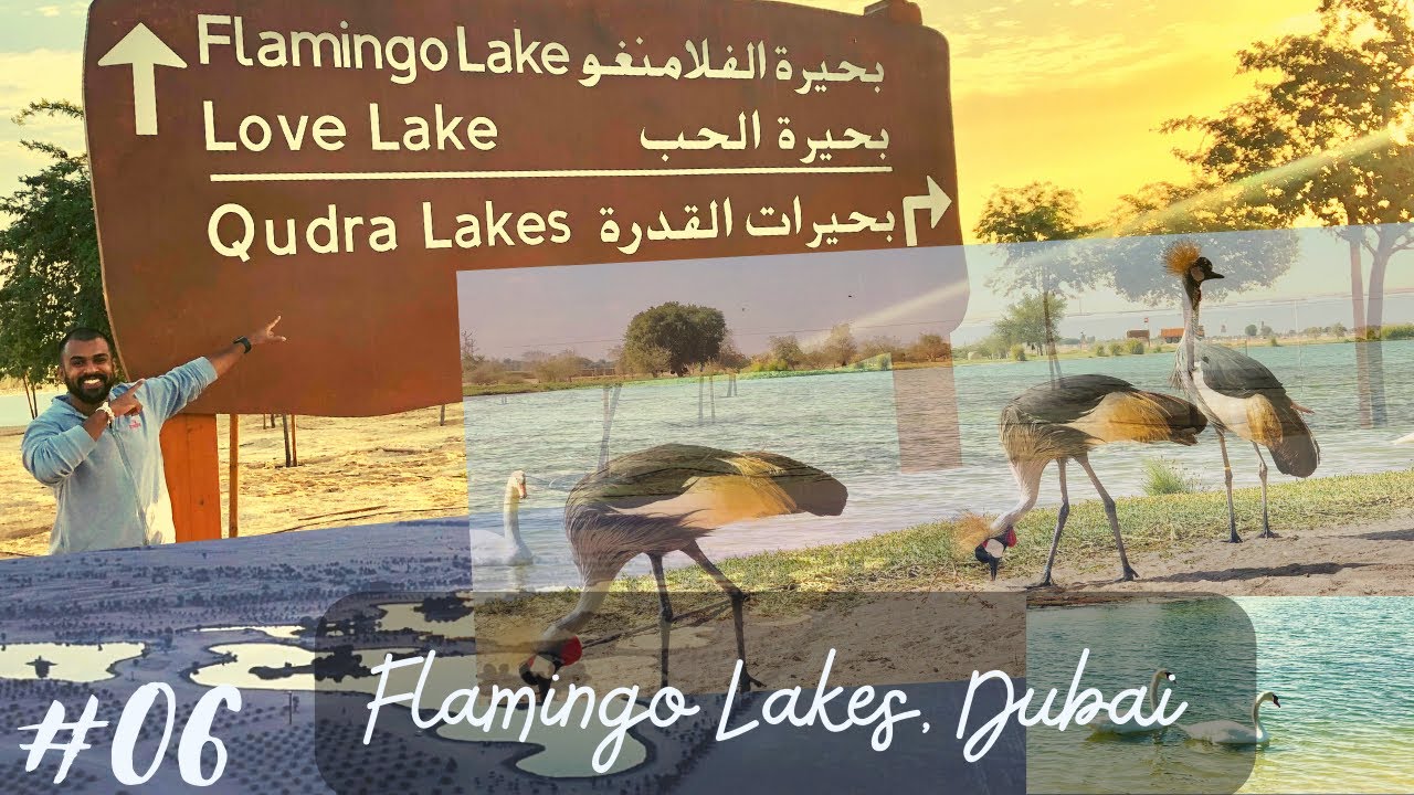 Flamingo Lake Dubai | Al Qudra Lakes | Swan Lake | ඩුබායි BBQ | Desert Lakes #flamingo #desertsafari