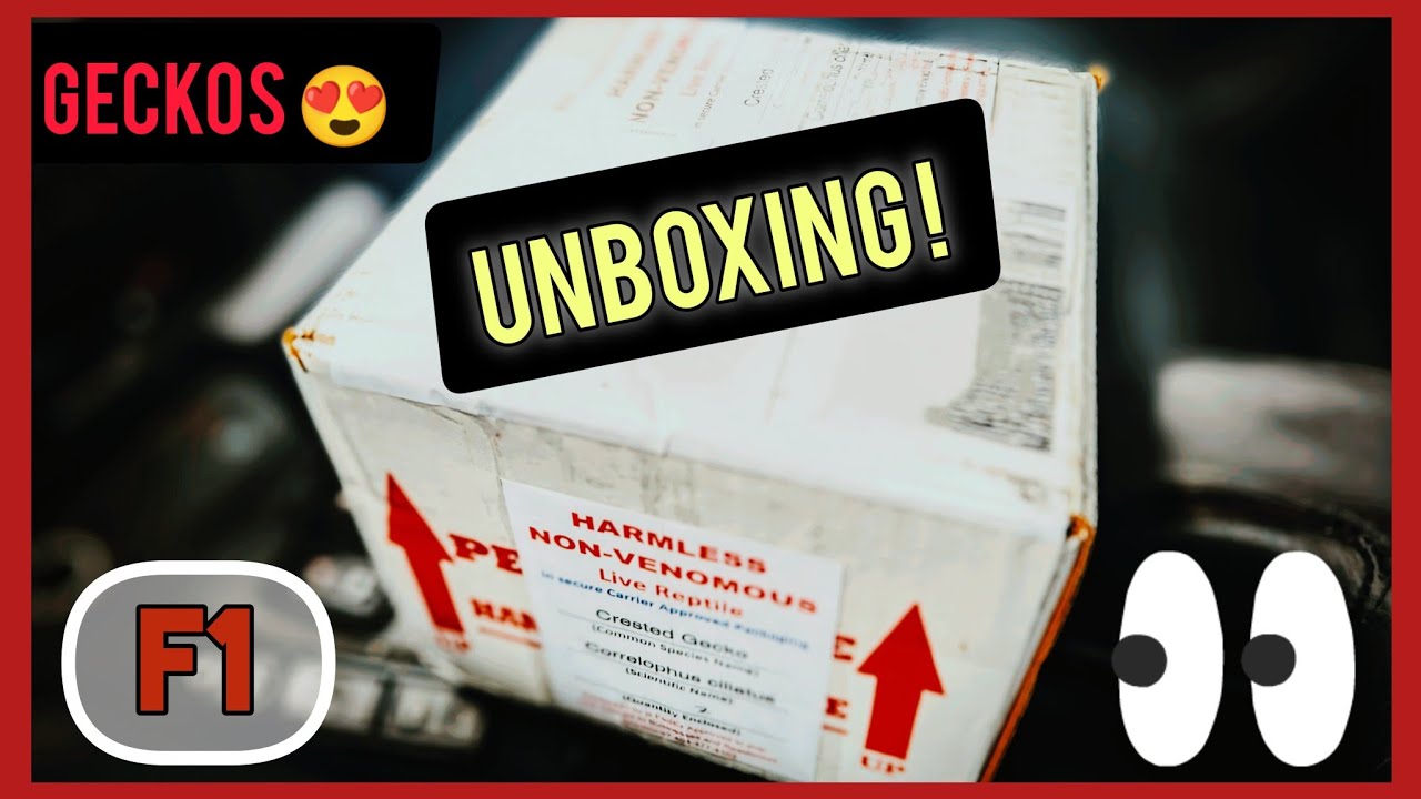Unboxing of F1.....Gargoyle Gecko!