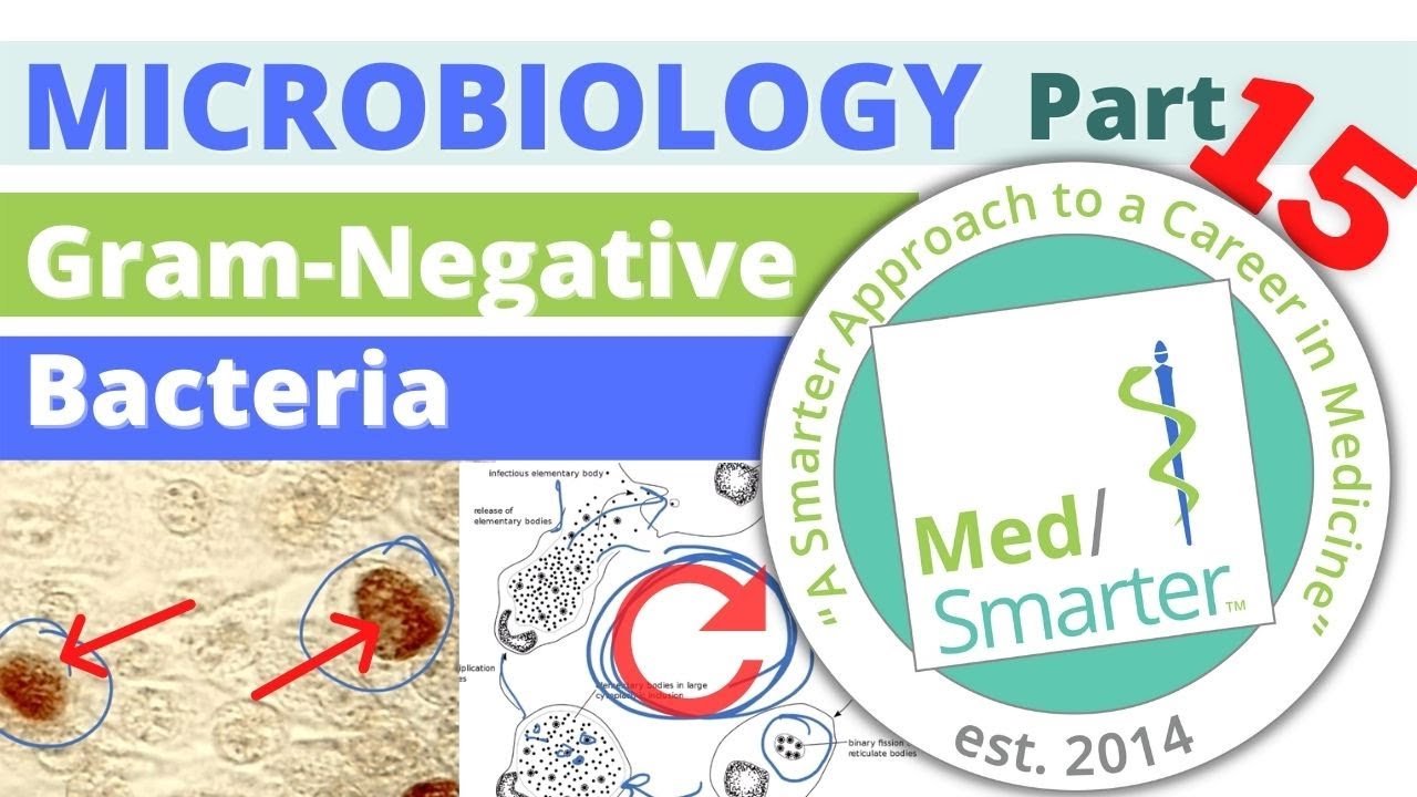 Gram-Negative Bacteria | Microbiology | USMLE STEP 1 | Pt 15