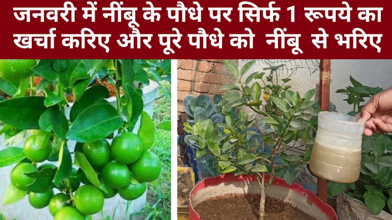 जनवरी में नींबू के पौधे पर सिर्फ एक रुपए का खर्चा करिए और पूरे पौधे को नींबू से भरिए। 