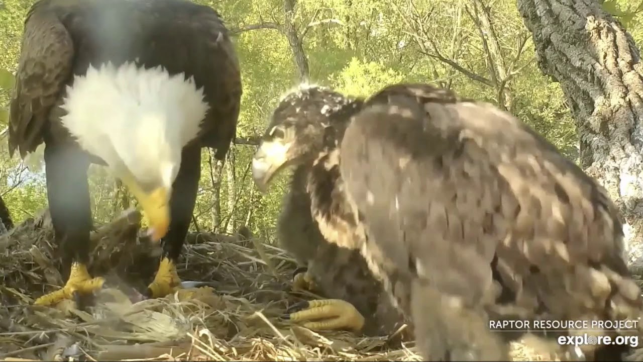 Decorah Eagles, Mom With two Fish 5/15/19