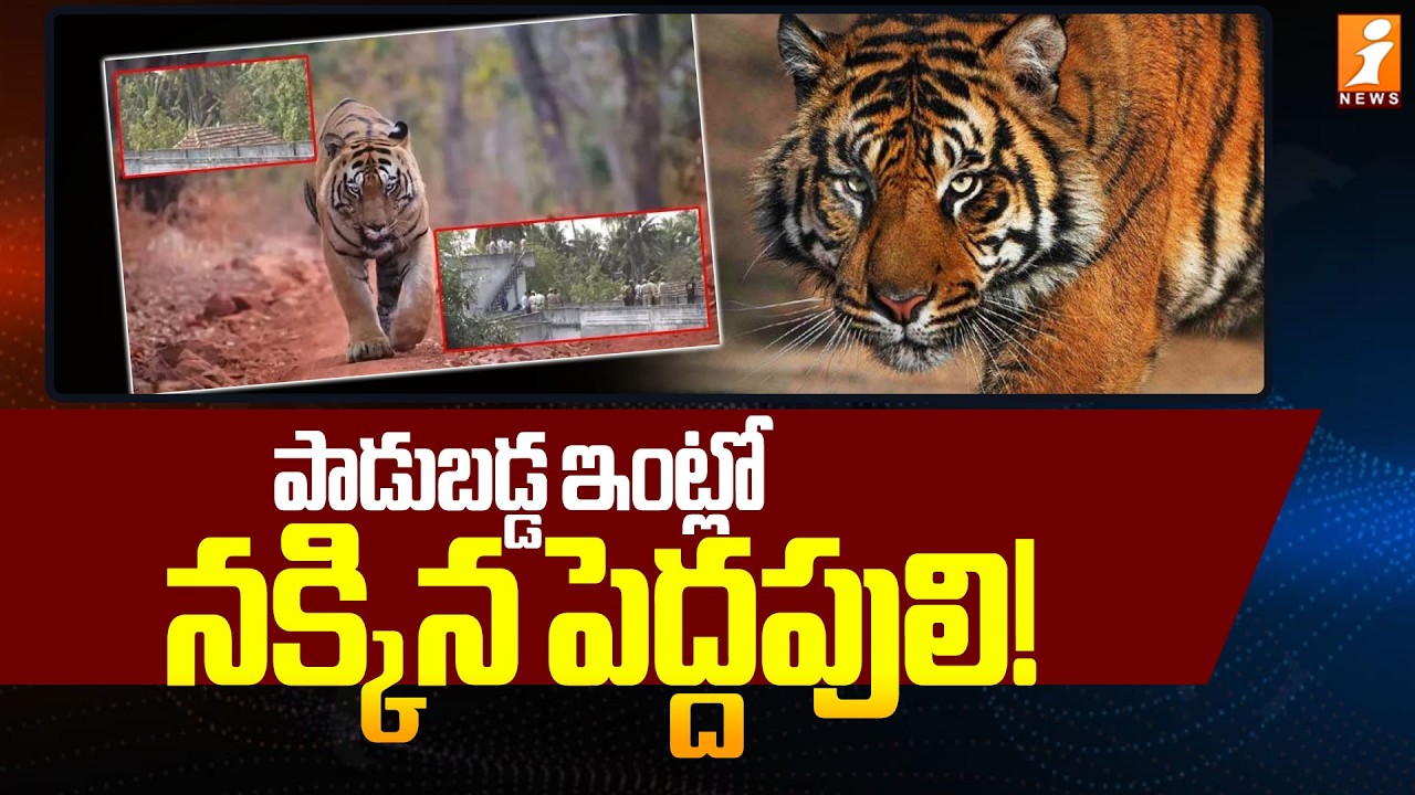కూర్మాపురంలో పాడుబడ్డ ఇంట్లో నక్కిన పెద్దపులి! | Kurmapuram Tiger Incident | iNews