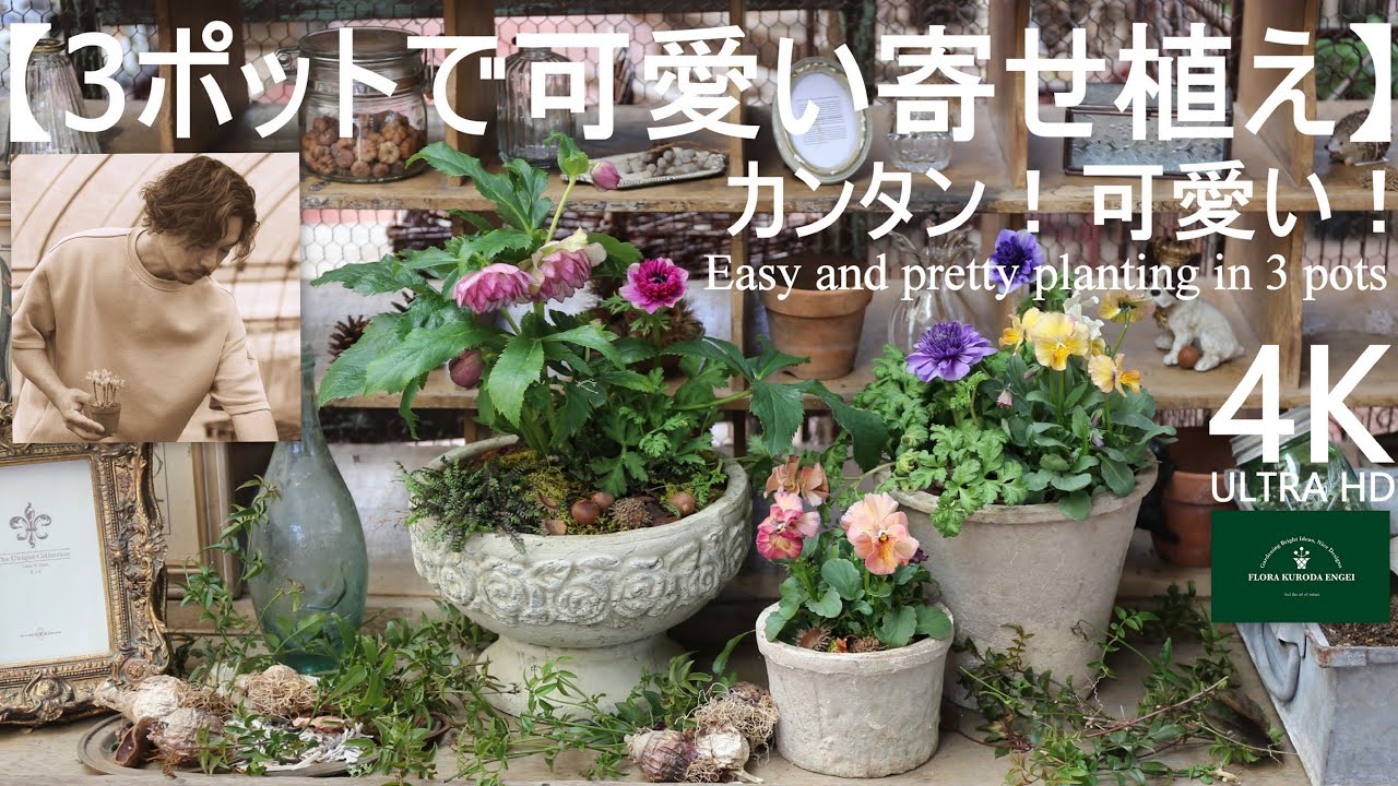 クリスマスローズ・アネモネ／3ポットで可愛い寄せ植え【冬のガーデニング】-フローラ黒田園芸- mixed planting/ Winter gardening 4K ULTRA HD