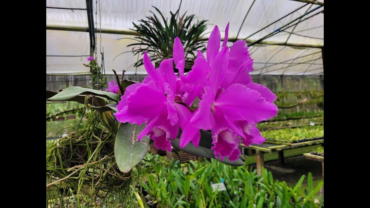 Vídeo Promocional,  Cattleya warneri na AWZ.