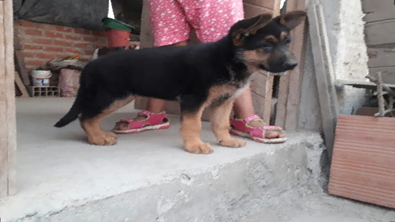 Como corregir cachorros