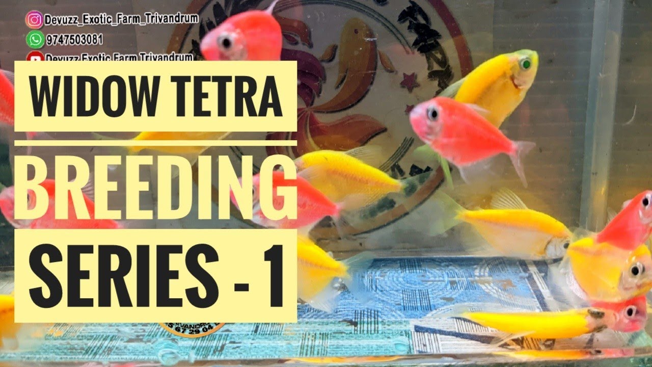 Widow Tetra Breeding Series - 1 #tetra #widowtetra #breeding #series #farming #kerala #learning #diy