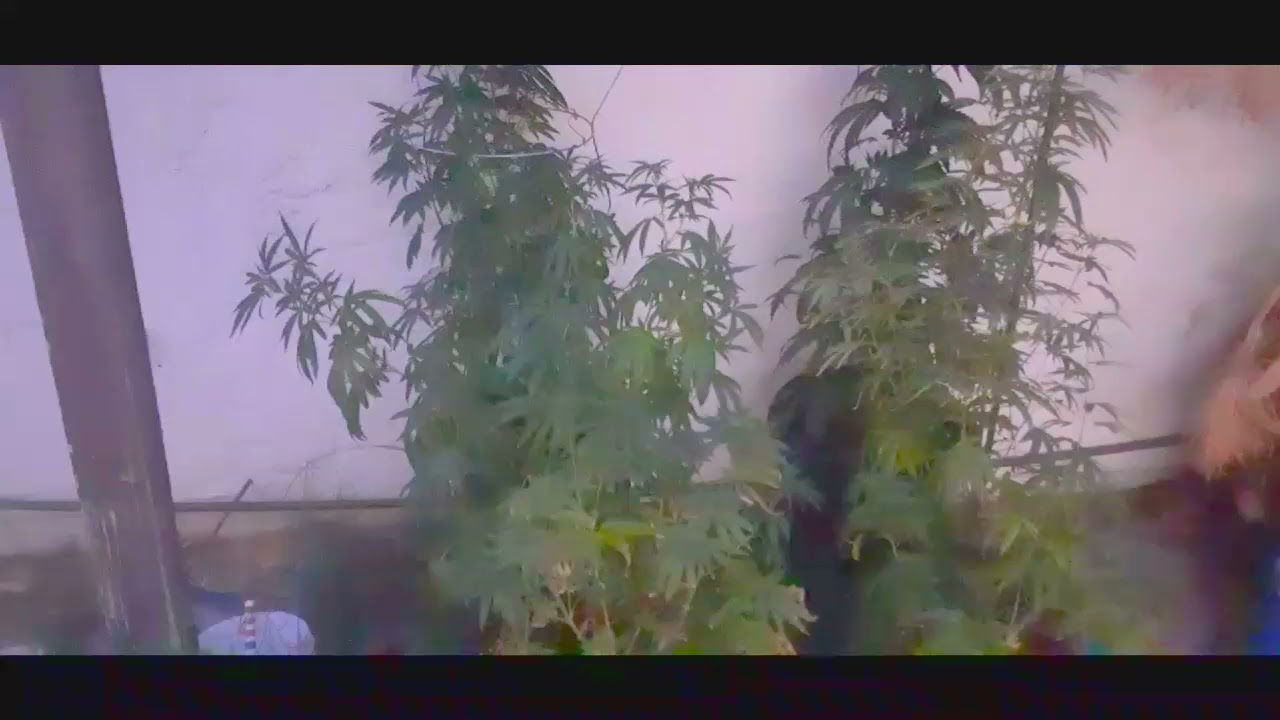 Blue Sherbert by Seedsman seeds update