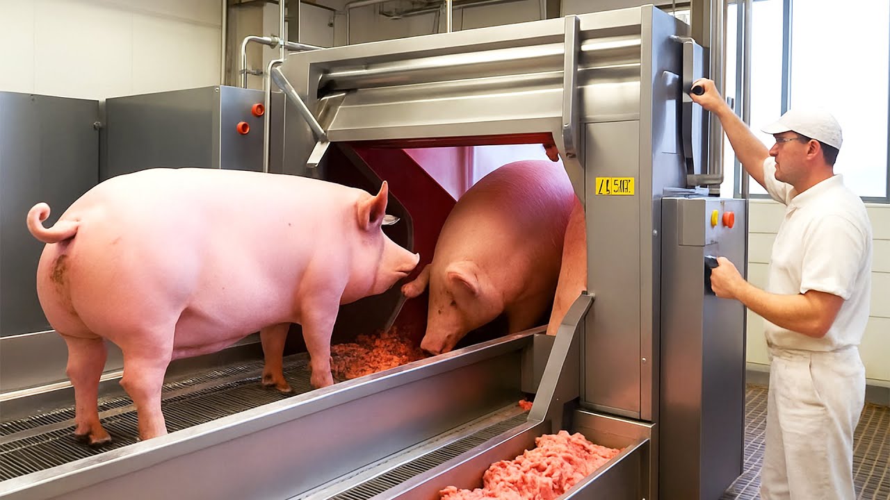 Einblick In Amerikas Modernste Schweinefarm &ndash; So Funktioniert Die High-Tech-Schweinezucht