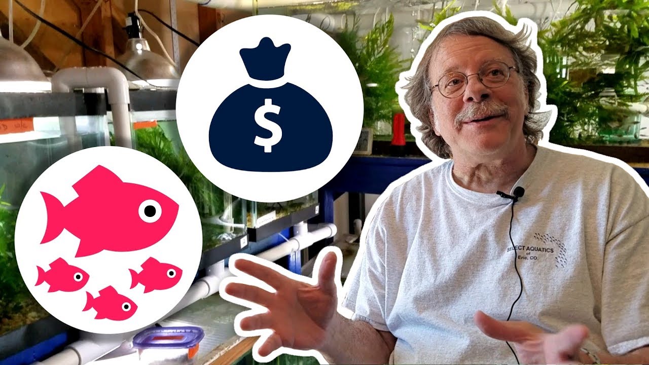 Confessions of a Fish Breeding Entrepreneur