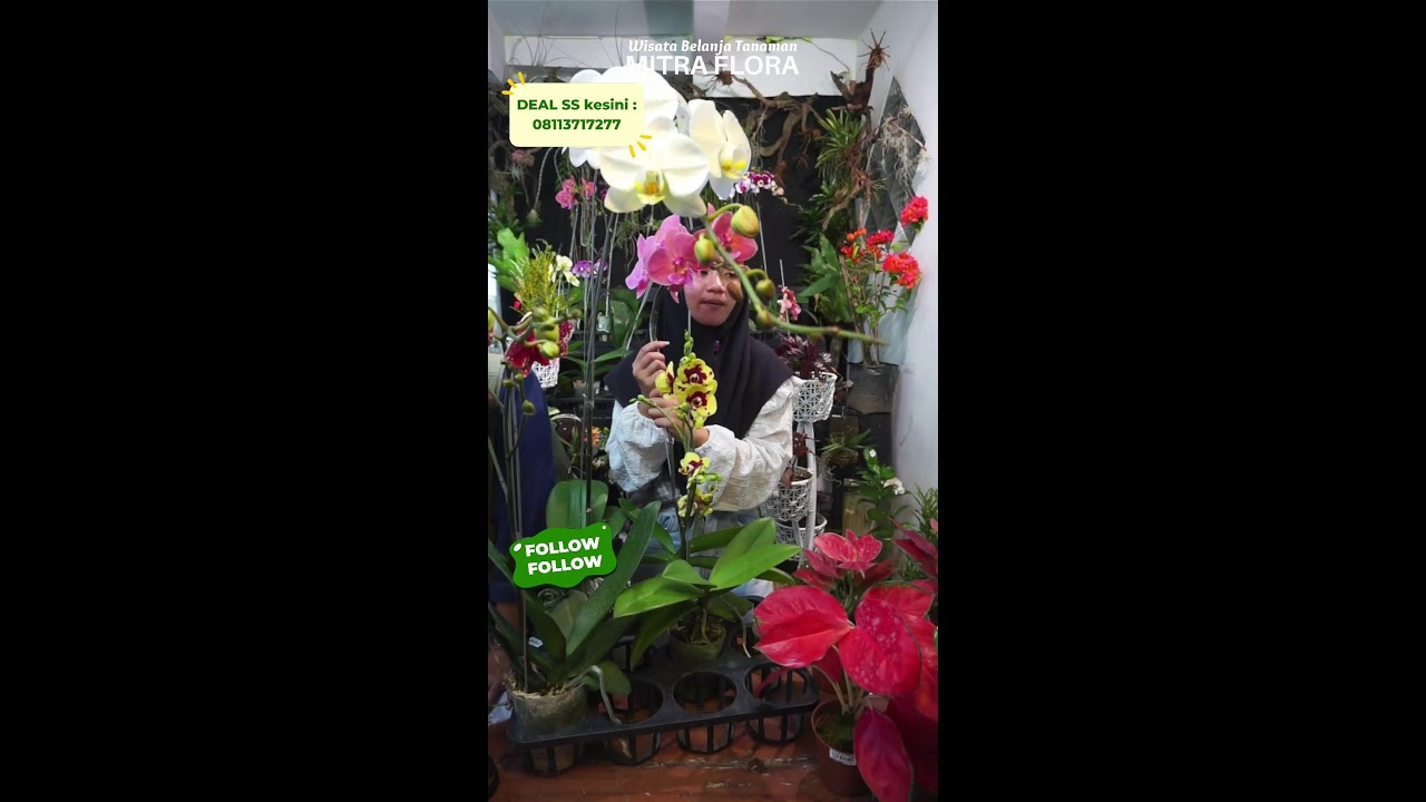 🌸Spill Stok Terbaru Kita Kakkk🌸