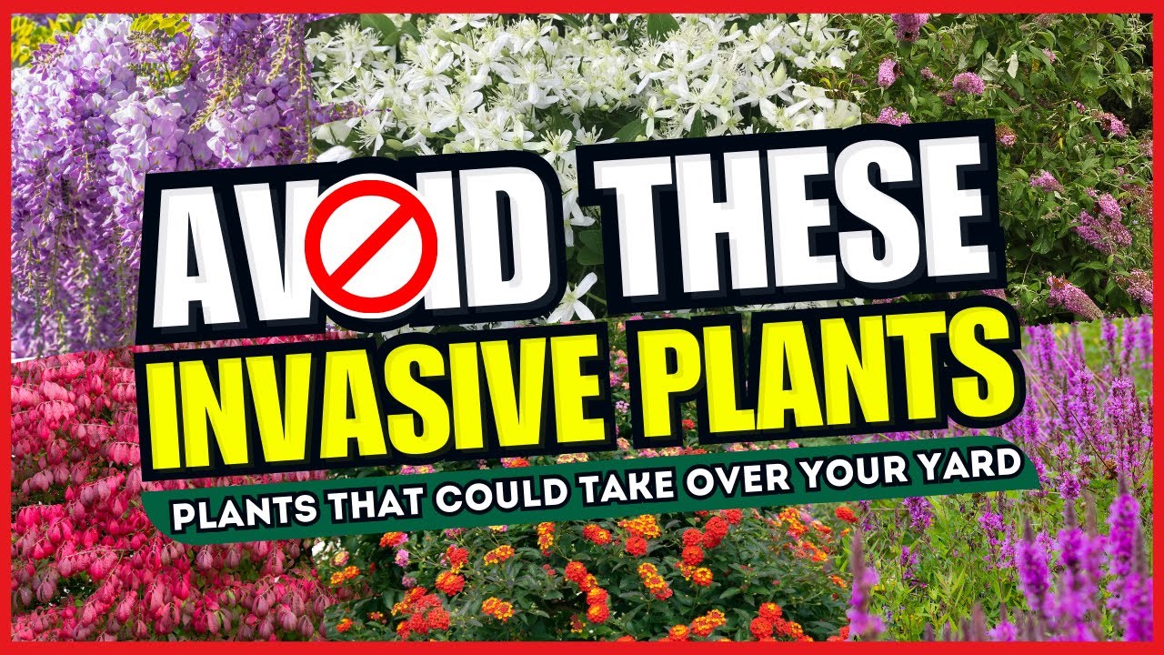 🚫 AVOID THESE ❗️ Top 10 Invasive Plants That Could TAKE OVER Your Yard! 😱💥