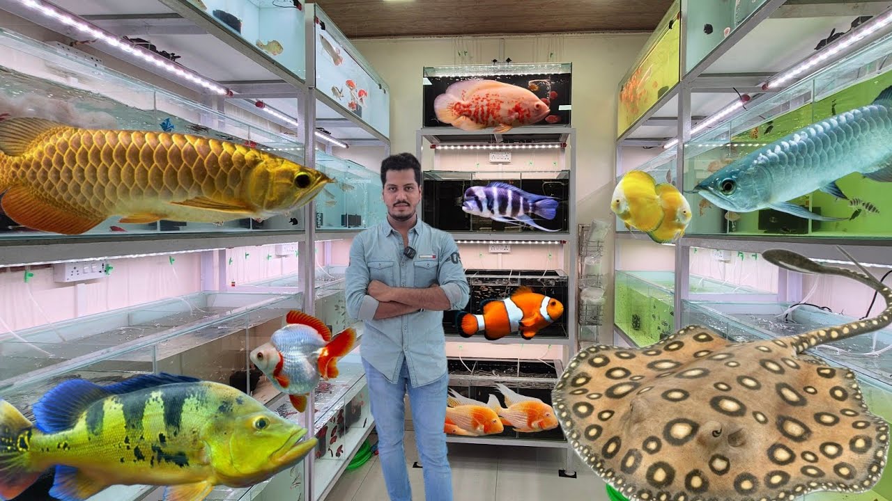 Most beautiful Aquarium Fish shop in Mumbai | Princess Exotic  Aquarium Fish shop