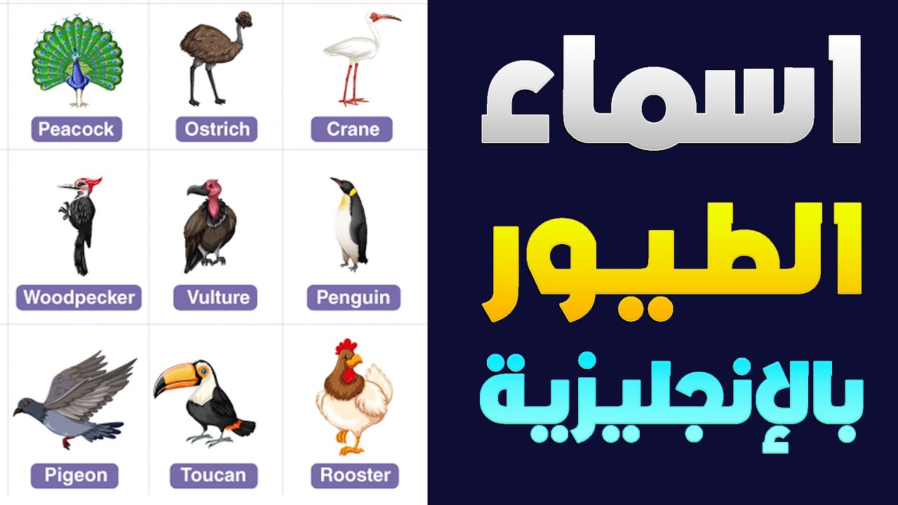 اسماء الطيور باللغة الانجليزية Birds 🐓