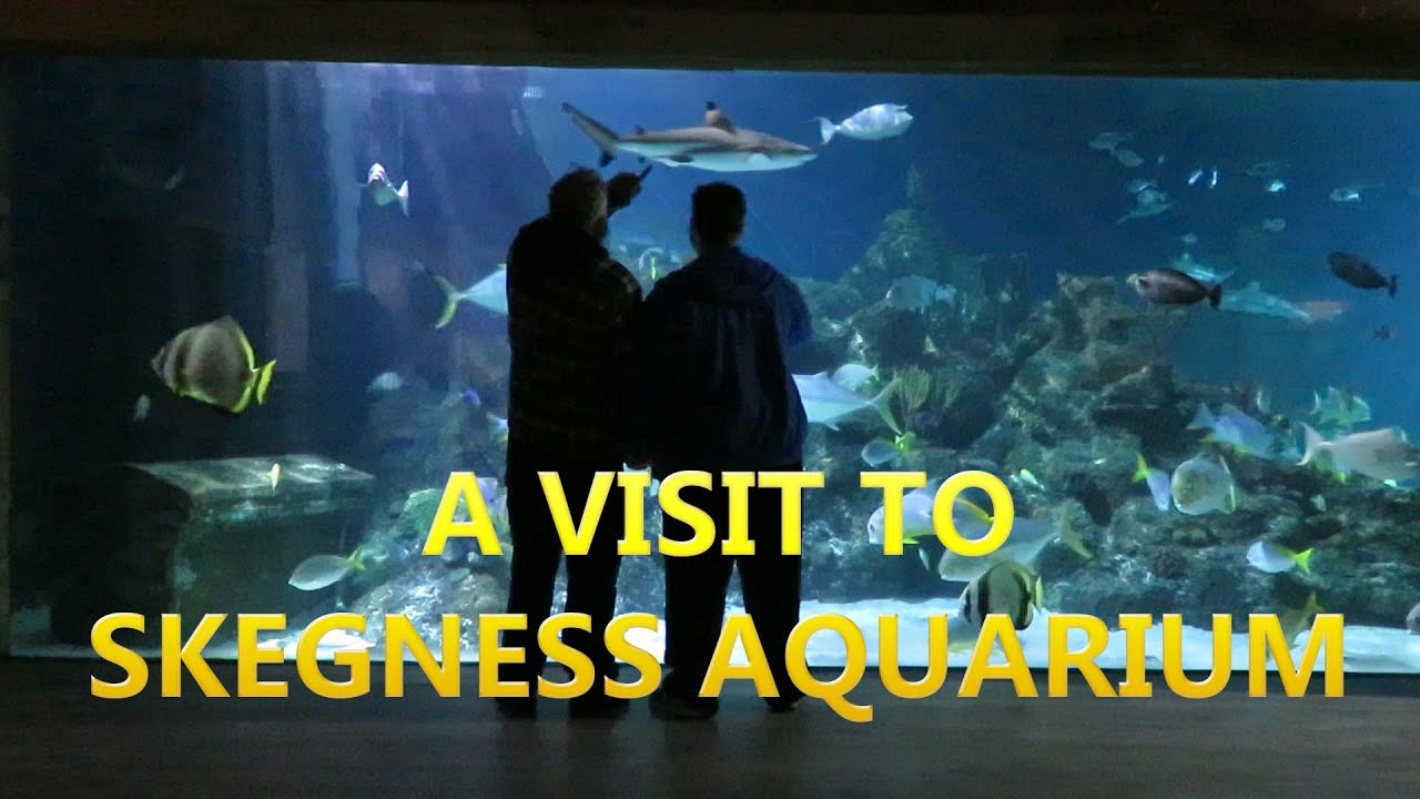 FEBBRUARY HALF TERM 2024, A look around Skegness Aquarium and Jurassic falls Dinosaur land.
