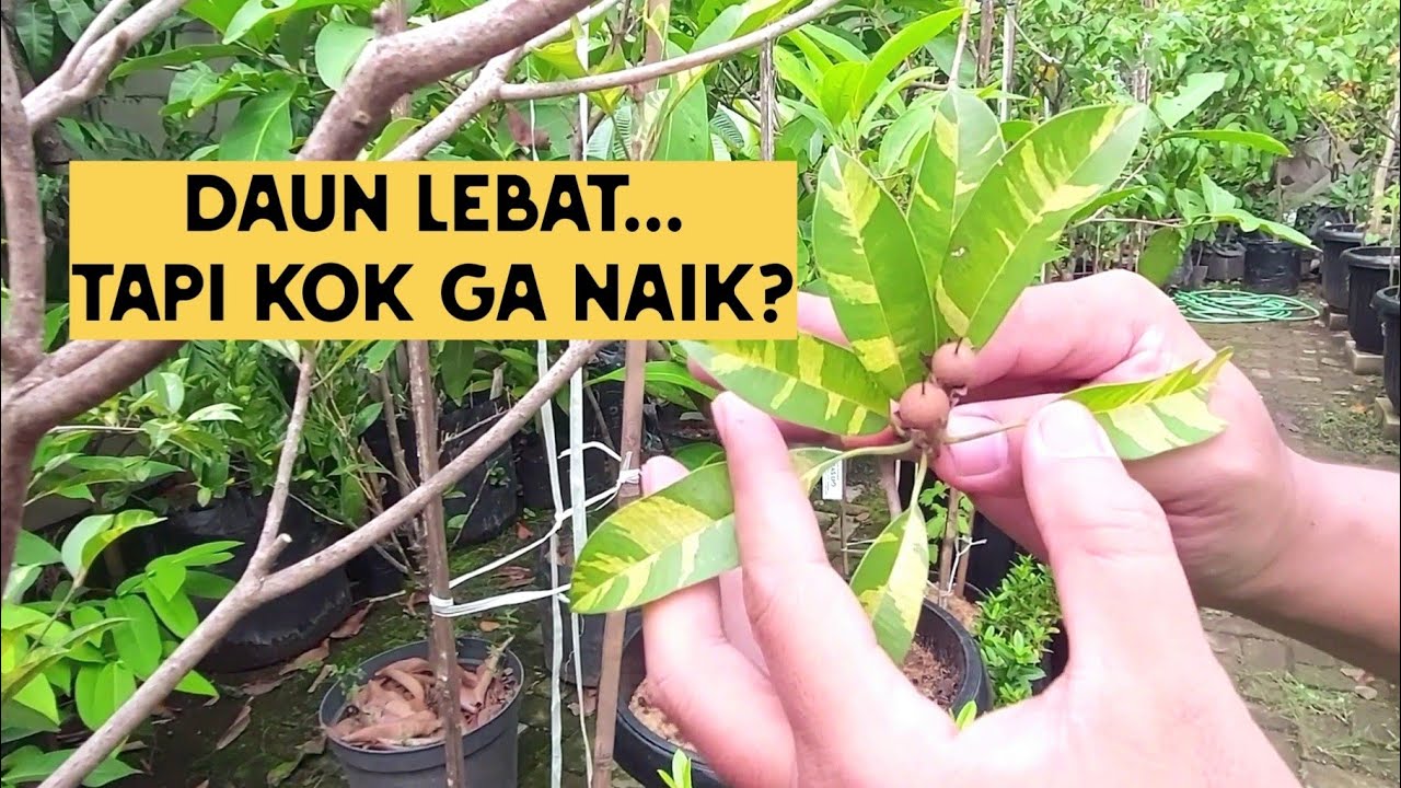 SAWO VARIGATA SUBUR TAPI LAMBAT TUMBUH?  Ini Perawatan Tabulampot Lengkap dari Pot, Pupuk & Pruning 
