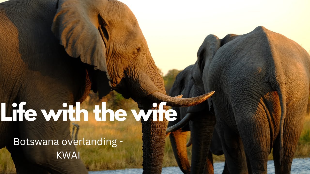 Botswana Overland Adventure: Majestic Wildlife Encounters at Magotho - Elephants, Hippos, and Lions!