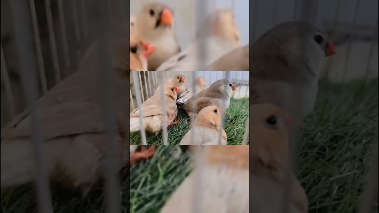 Finch Bird's lovers 