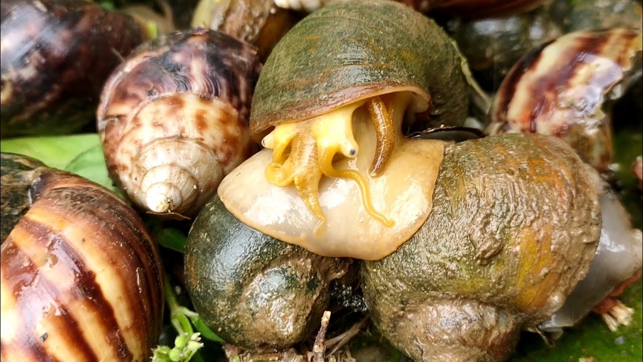 Berburu BEKICOT dan cari KEONG Banyak Sekali - Berburu Siput