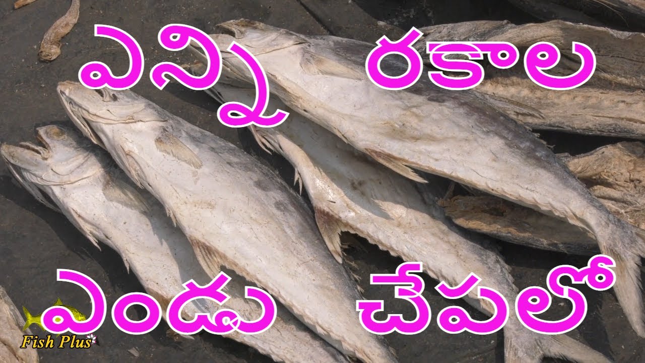 Kakinada Dried fish Market  ll  ఎన్నిరకాల ఎండు చేపలో  ll  Dried prawns  ll   Fish plus