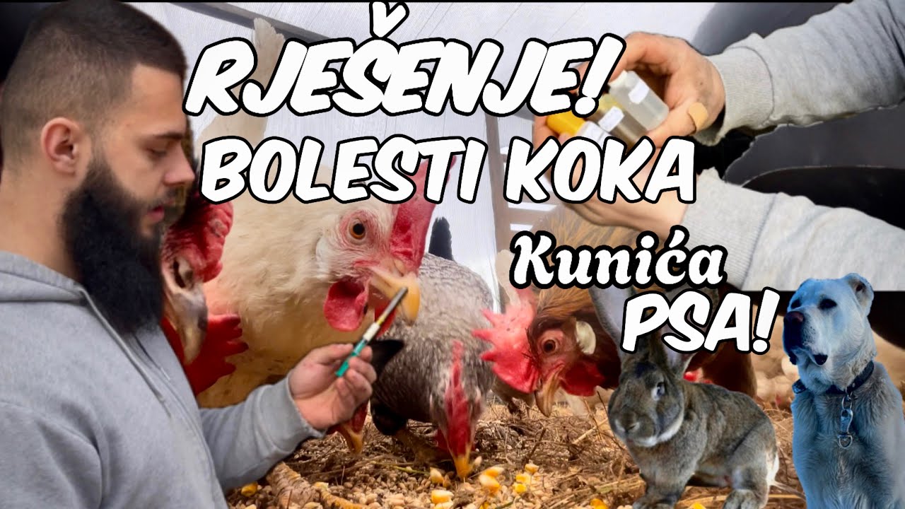 Danas Liječim Životinje! Bolesti Koka Nosilja/Bolesti Kunića/Bolesti Psa! Naučite nešto novo!