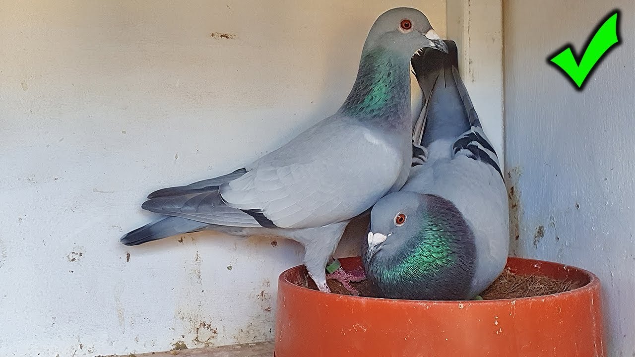 Mr Beast Is Keen & Things Re Looking Good For Our Pigeons