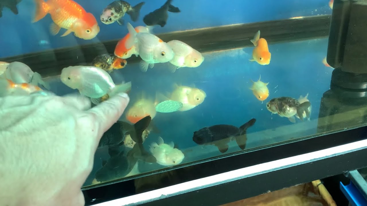 Nagbbreed ng RANCHU goldfish sa likod ng bahay + NEW BREEDING material