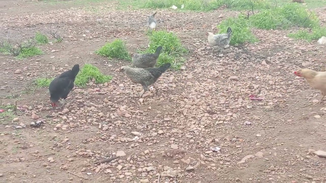 الأجواء الربيعية فالبادية 