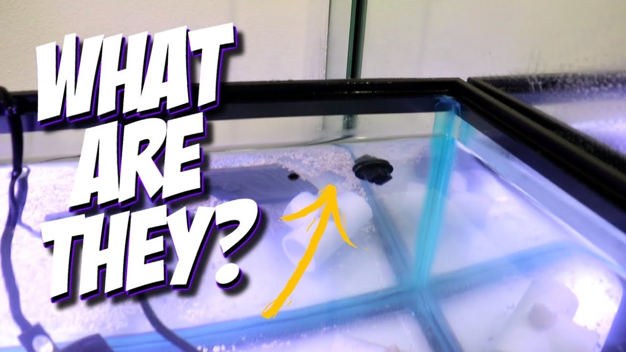 What Are They?? (The CUTEST FISH In The ENTIRE WORLD) | A1A Adventures