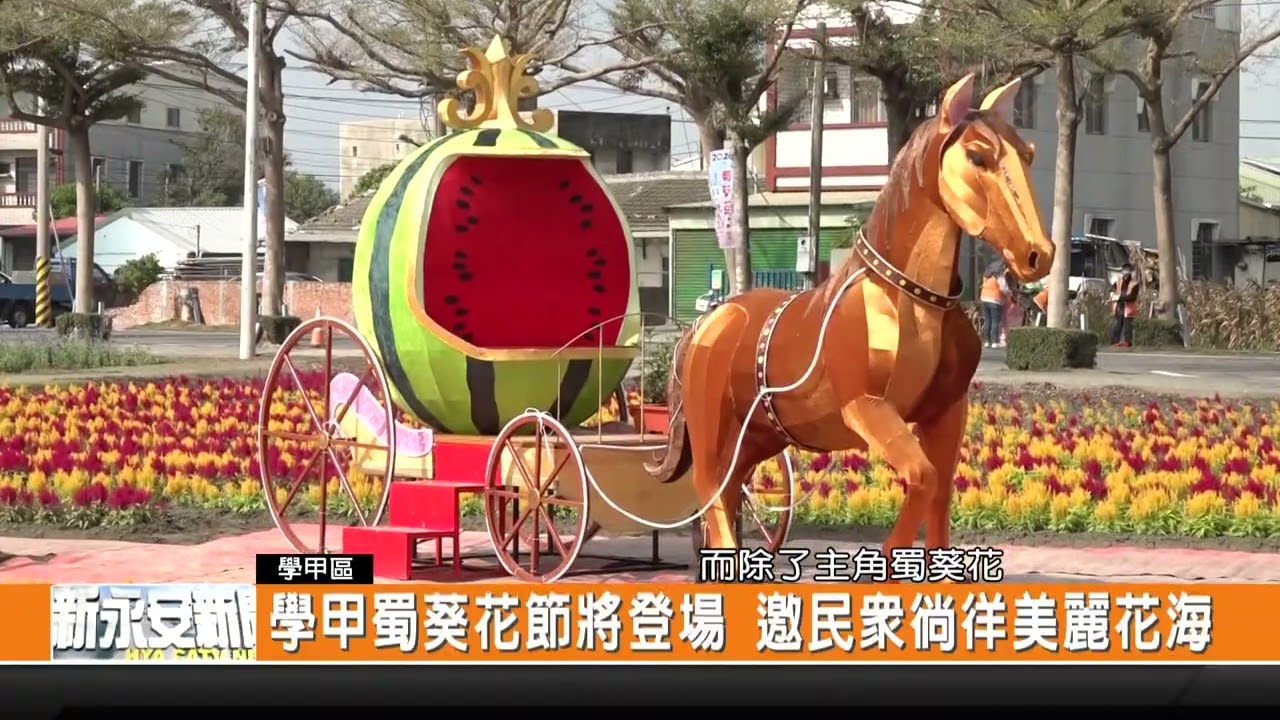 學甲蜀葵花節將登場 邀民眾徜徉美麗花海-新永安新聞