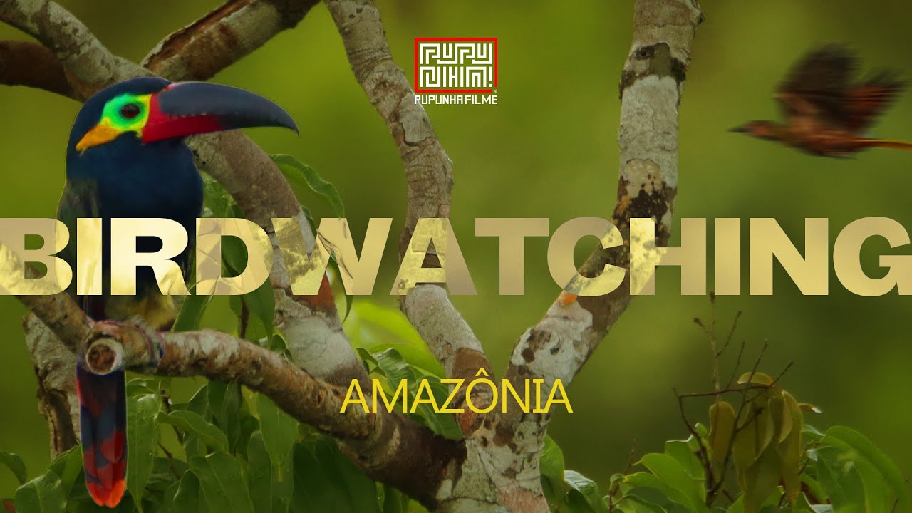 Document&aacute;rio Birdwatching do Uiara
