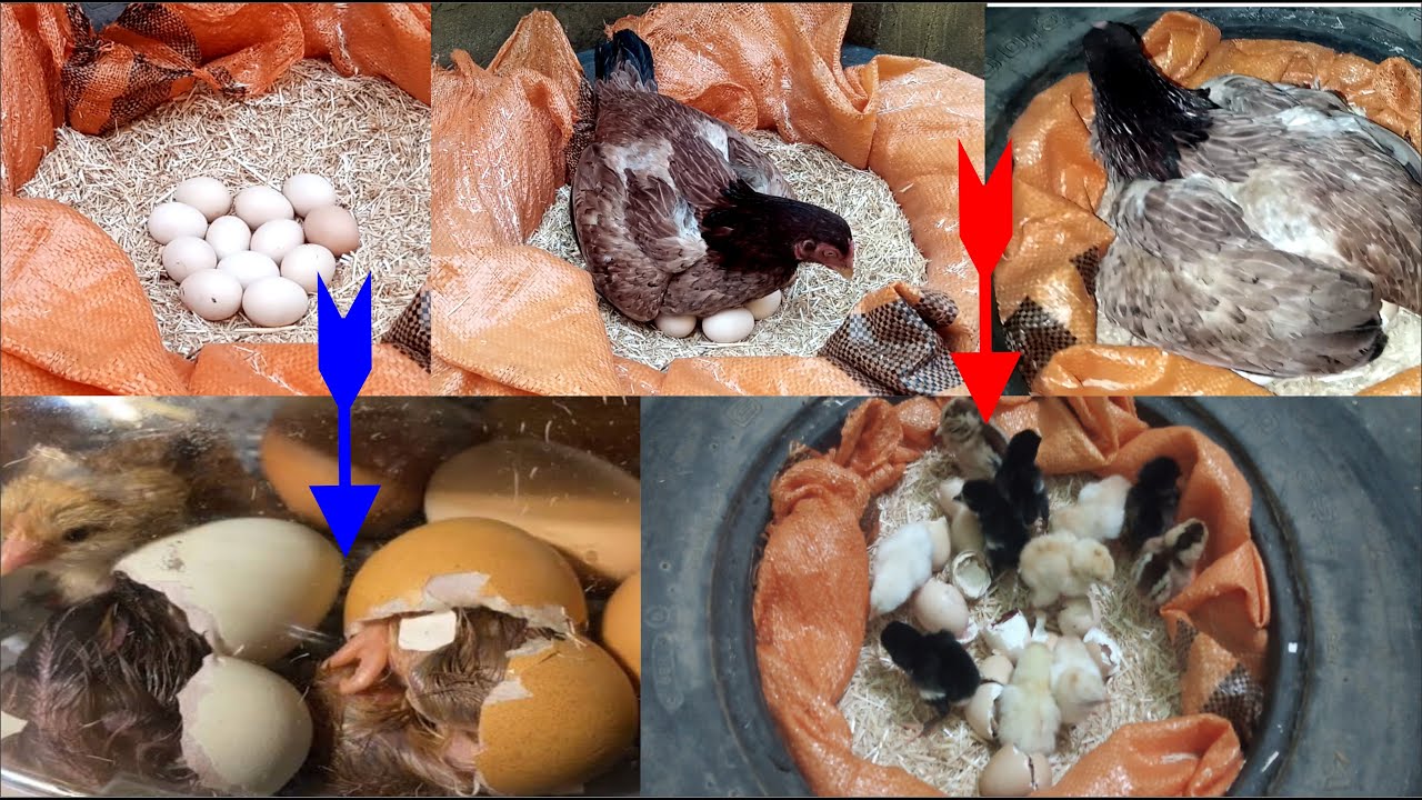 Aseel Hen 100% eggs hatched | Murgi Chicks Hatching | Hen Egg Hatching | Birds Zone
