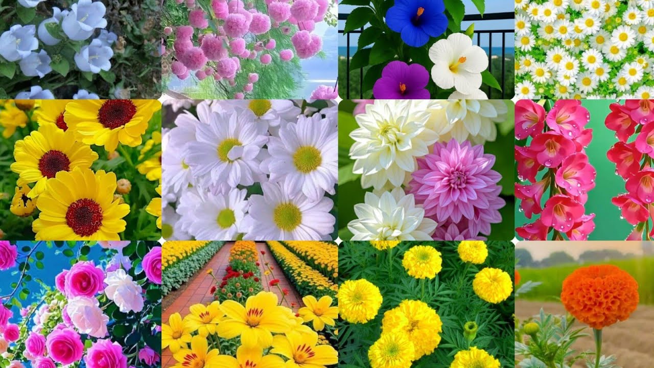 Most Beautiful Flower Images, Amazing HD Wallpaper, Mobile DP, Photos,WhatsApp Status, Flower Images