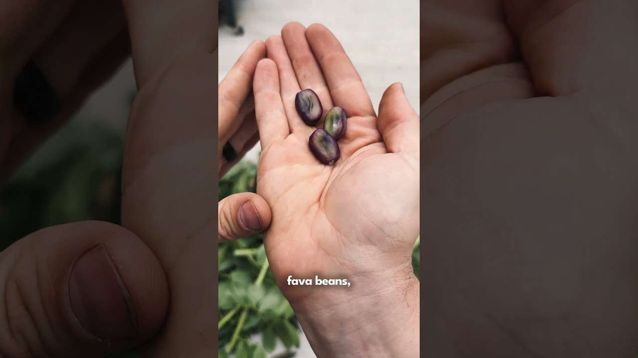 Purple Fava Beans - How Cool Are These?! #favabeans #covercrops #gardeninspiration #gardeninspo