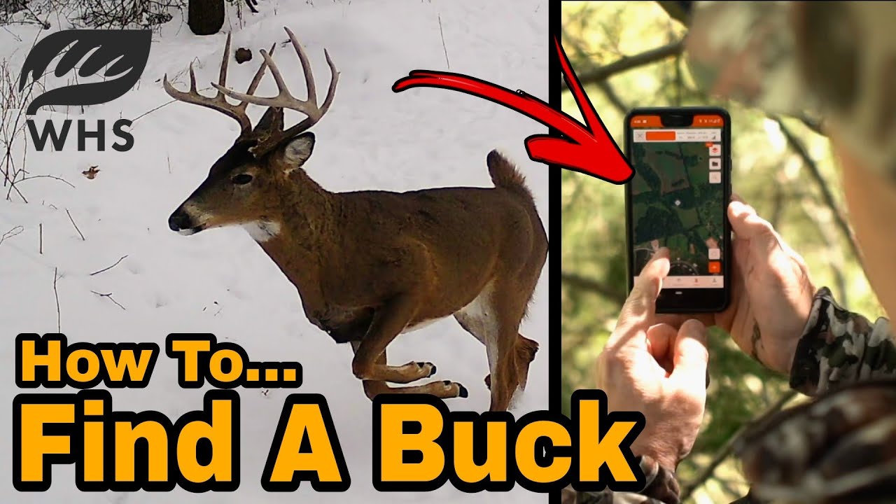 How To Scout And Build Buck Habitat
