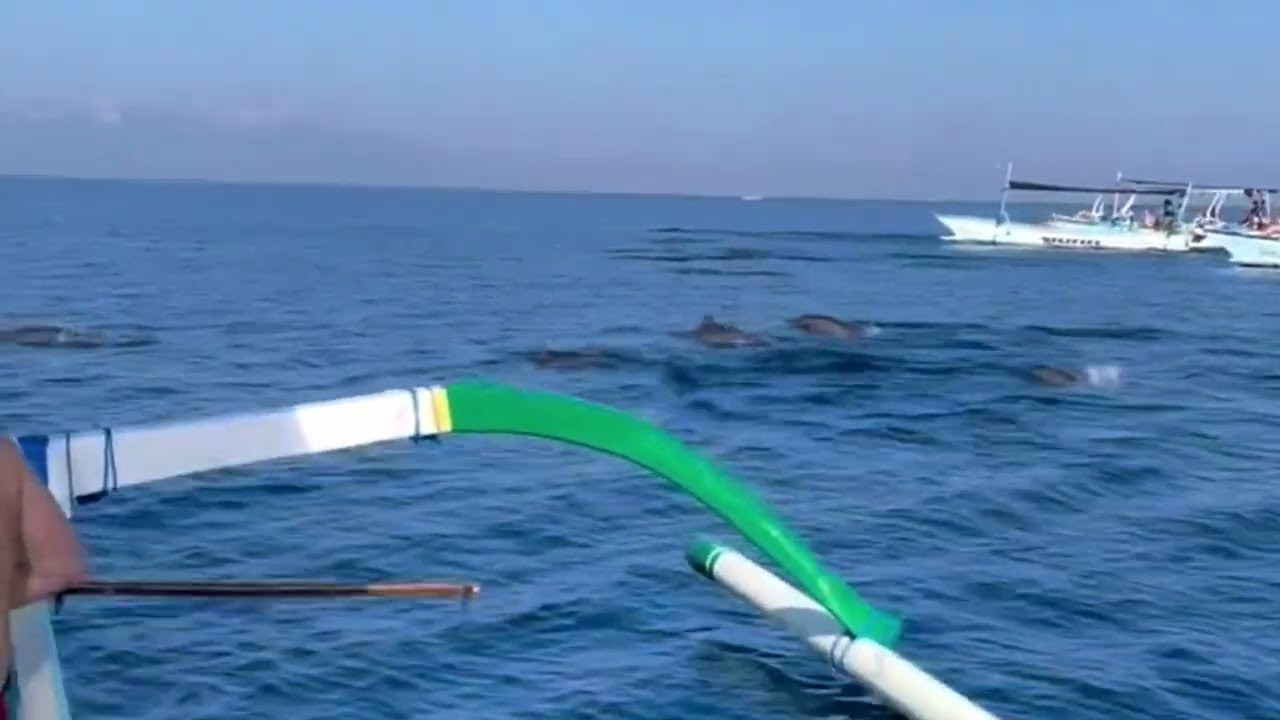 Lovina Dolphin Tour