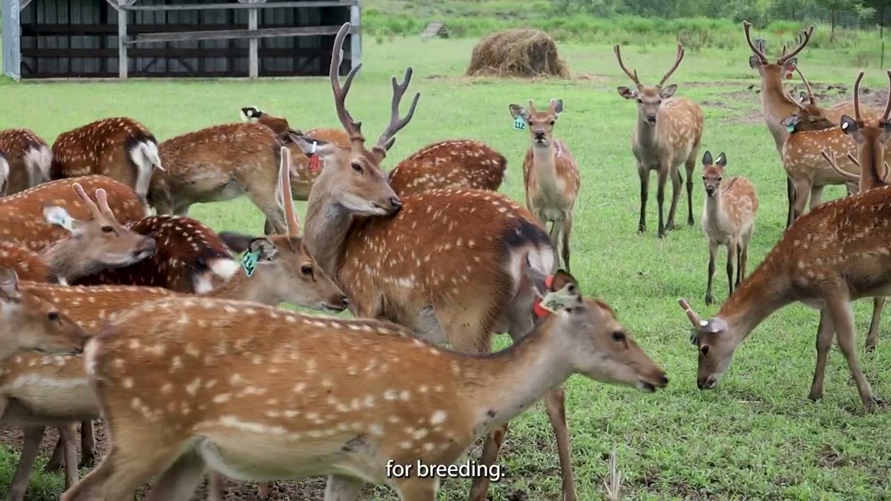 Bringing Venison Home