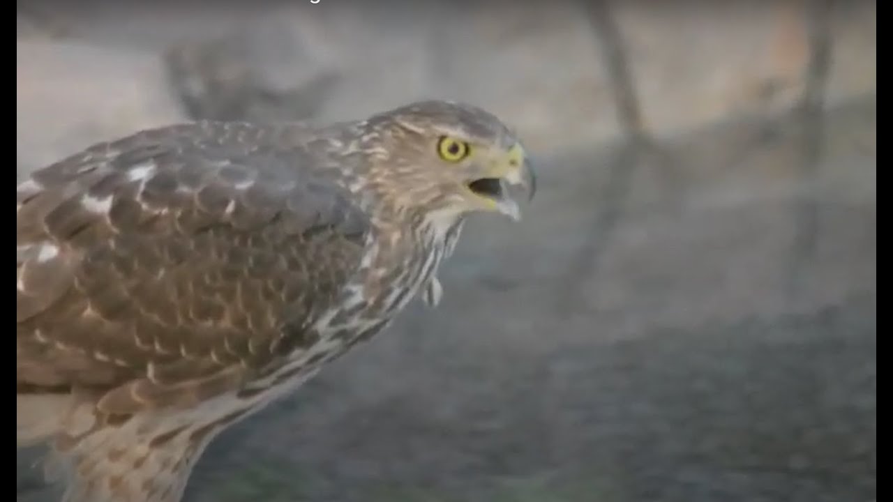 Hawk Hunts in the Swimming Pool (Accipiter Cooperii)